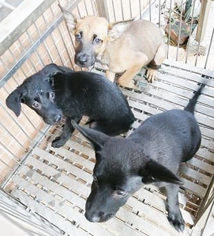 【待認養】混種犬 狗 (女生) - 臺中市動物之家南屯園區