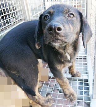 【待認養】混種犬 狗 (女生) - 臺中市動物之家南屯園區