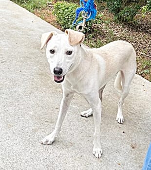 【待認養】混種犬 狗 (女生) - 臺中市動物之家南屯園區