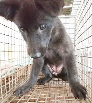 【待認養】混種犬 狗 (女生) - 臺中市動物之家南屯園區