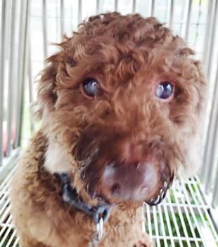 【待認養】貴賓犬 狗 (男生) - 臺中市動物之家南屯園區