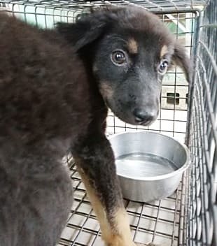 【待認養】混種犬 狗 (男生) - 臺中市動物之家南屯園區