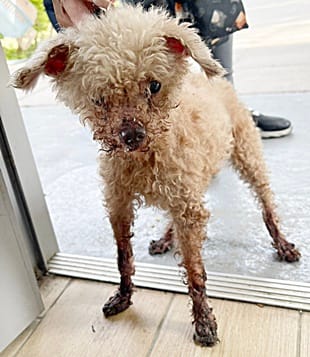 【待認養】貴賓犬 狗 (女生) - 臺中市動物之家南屯園區