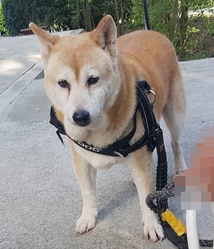 【待認養】柴犬 狗 (女生) - 臺中市動物之家南屯園區