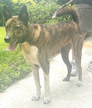 【待認養】混種犬 狗 (男生) - 臺中市動物之家南屯園區