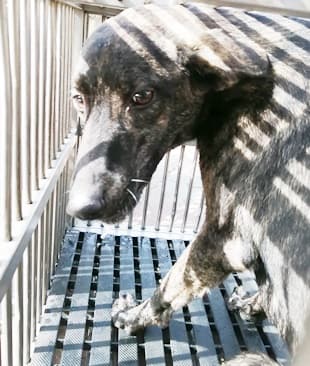 【待認養】混種犬 狗 (男生) - 臺中市動物之家南屯園區