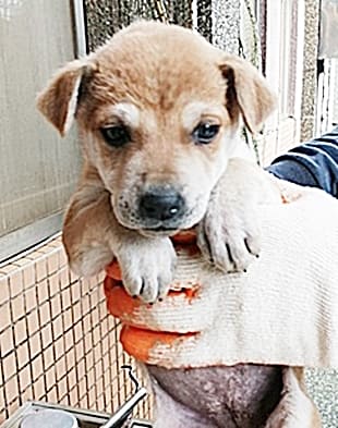 【待認養】混種犬 狗 (女生) - 臺中市動物之家南屯園區