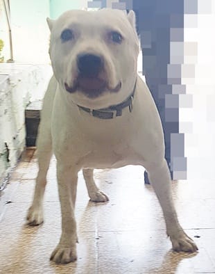 【待認養】比特犬 狗 (男生) - 臺中市動物之家南屯園區