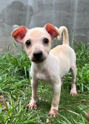 【待認養】混種犬 狗 (男生) - 臺中市動物之家南屯園區