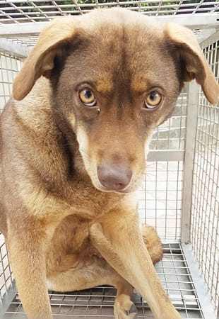 【待認養】混種犬 狗 (女生) - 臺中市動物之家南屯園區