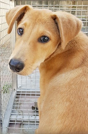 【待認養】混種犬 狗 (男生) - 臺中市動物之家南屯園區