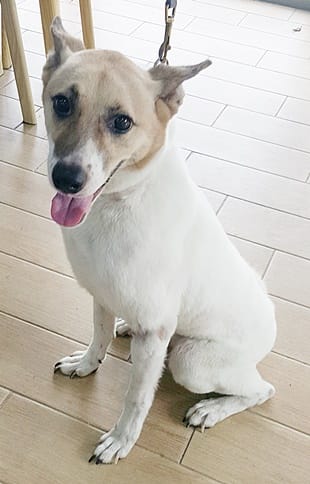 【待認養】混種犬 狗 (女生) - 臺中市動物之家南屯園區