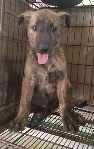 【待認養】混種犬 狗 (男生) - 臺中市動物之家南屯園區