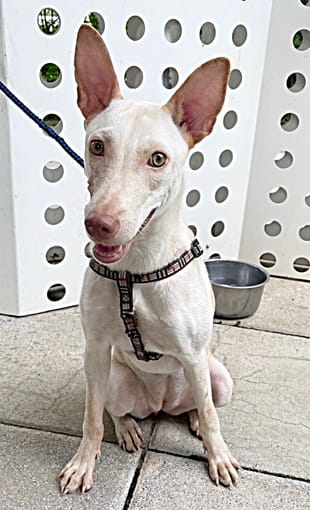 【待認養】混種犬 狗 (女生) - 臺中市動物之家南屯園區