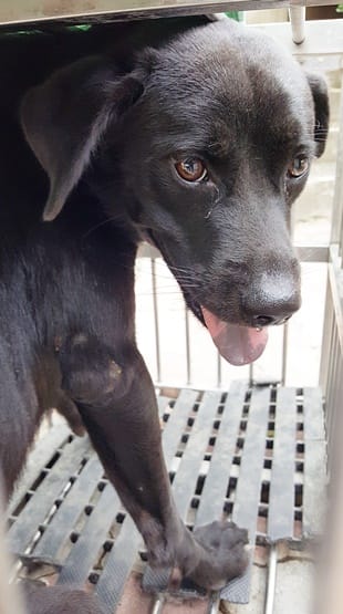 【待認養】混種犬 狗 (男生) - 臺中市動物之家南屯園區