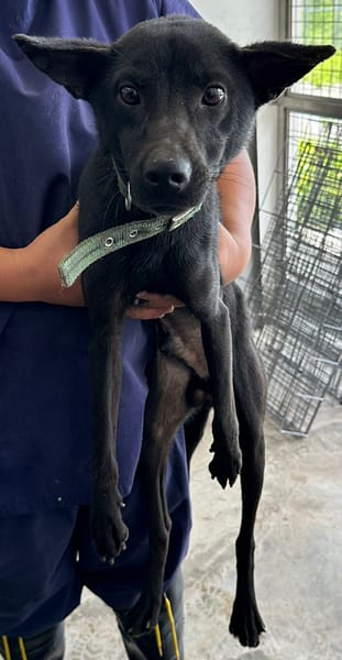 【待認養】混種犬 狗 (男生) - 花蓮縣狗貓躍動園區