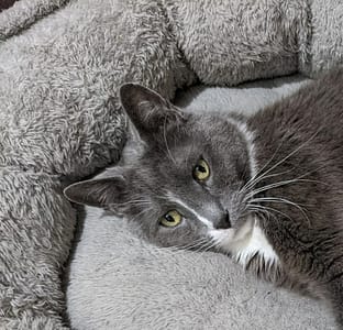 洗澡吧寵物澡堂