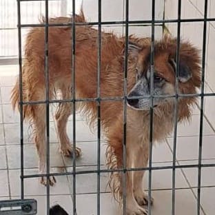 【待認養】混種犬 狗 (男生) - 連江縣動物之家