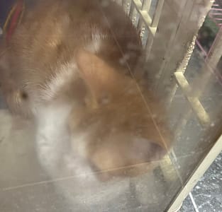 【待認養】混種貓 貓 (女生) - 臺東縣動物收容中心