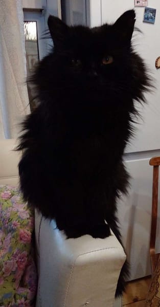 惡霸名人堂犬舍