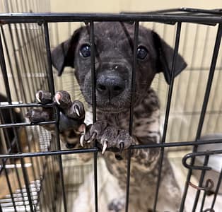【待認養】混種犬 狗 (女生) - 嘉義市動物保護教育園區