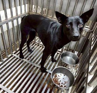 【待認養】混種犬 狗 (女生) - 新北市板橋區公立動物之家