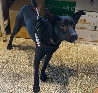 【待認養】混種犬 狗 (女生) - 桃園市動物保護教育園區