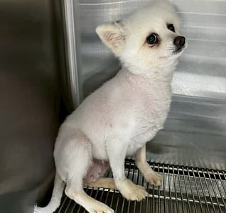 【待認養】博美犬 狗 (男生) - 桃園市動物保護教育園區