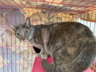 【待認養】混種貓 貓 (女生) - 臺北市動物之家