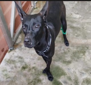 【待認養】混種犬 狗 (男生) - 新北市五股區公立動物之家