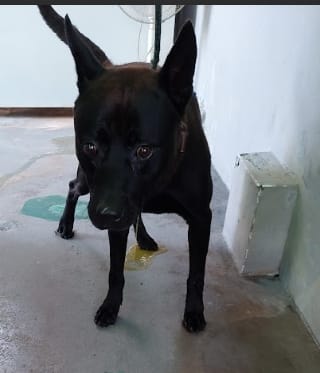 【待認養】混種犬 狗 (男生) - 新北市五股區公立動物之家