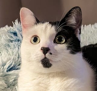 萬達寵物事業股份有限公司_鼎山分公司