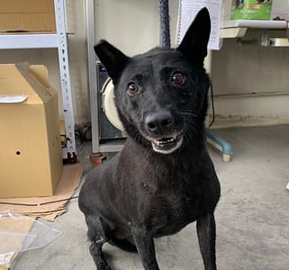 【待認養】混種犬 狗 (女生) - 臺北市動物之家