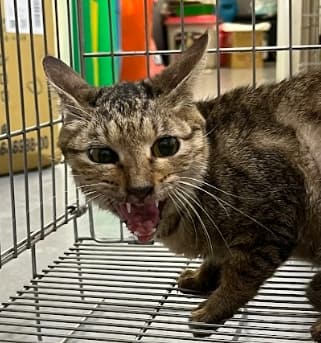 【待認養】混種貓 貓 (女生) - 新北市五股區公立動物之家