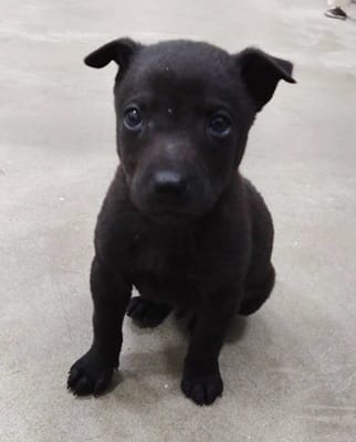 【待認養】混種犬 狗 (男生) - 臺中市動物之家后里園區