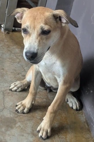 【待認養】混種犬 狗 (女生) - 新北市五股區公立動物之家