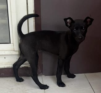 【待認養】混種犬 狗 (女生) - 新北市五股區公立動物之家