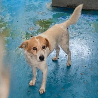 【待認養】混種犬 狗 (男生) - 苗栗縣生態保育教育中心(動物收容所)