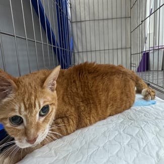 【待認養】混種貓 貓 (女生) - 新北市板橋區公立動物之家