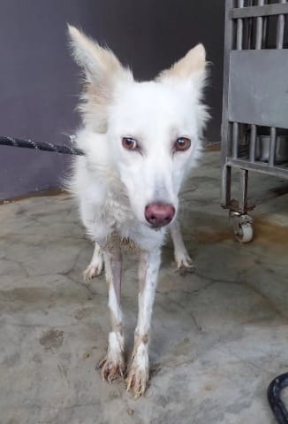 【待認養】混種犬 狗 (女生) - 新北市五股區公立動物之家