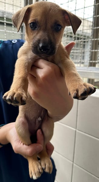 【待認養】混種犬 狗 (男生) - 花蓮縣狗貓躍動園區