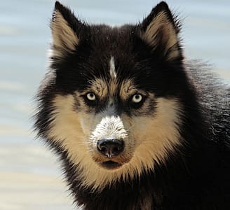【待認養】混種犬 狗 (男生) - 連江縣流浪犬收容中心