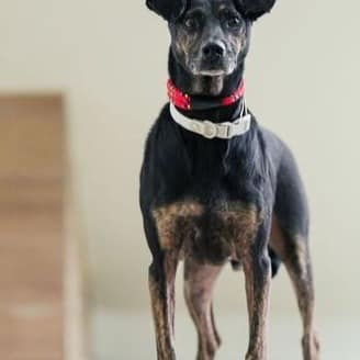 【待認養】混種犬 狗 (男生) - 新北市瑞芳區公立動物之家