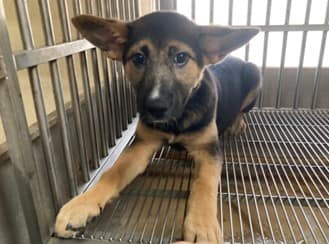 【待認養】混種犬 狗 (女生) - 桃園市動物保護教育園區