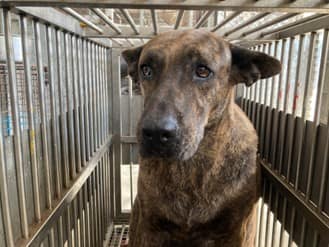 【待認養】混種犬 狗 (女生) - 桃園市動物保護教育園區