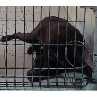 【待認養】混種犬 狗 (男生) - 連江縣動物之家