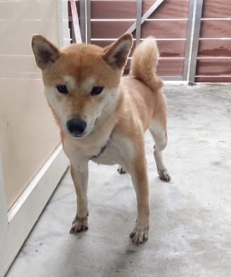 【待認養】柴犬 狗 (女生) - 新北市五股區公立動物之家