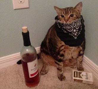 哲學貓布偶貓舍