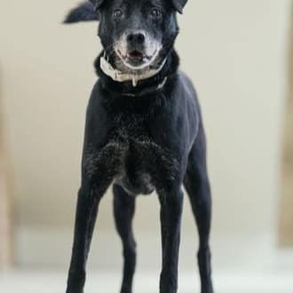 【待認養】混種犬 狗 (男生) - 新北市瑞芳區公立動物之家