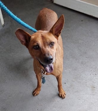 【待認養】混種犬 狗 (女生) - 新北市五股區公立動物之家